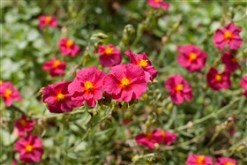 Red garden flowers