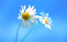 Windows 8/8.1
